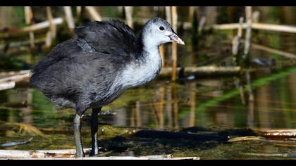 Eurasian Coot