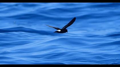 European Storm Petrel