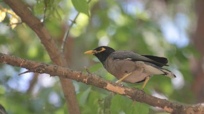 Common Myna