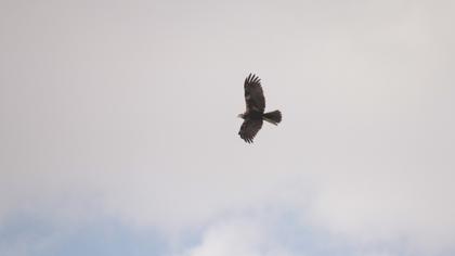 Western Marsh Harrier