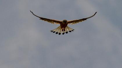 Common Kestrel