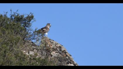 Short-toed Snake Eagle
