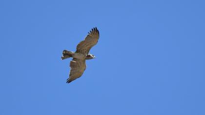 Short-toed Snake Eagle