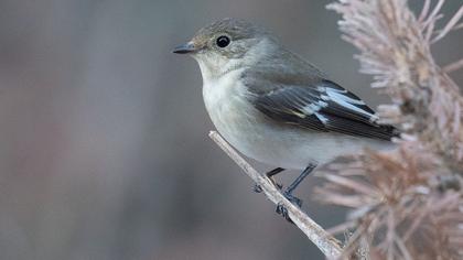 Collared Flycatcher