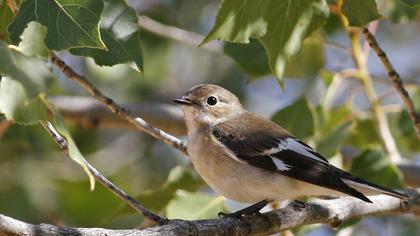 Collared Flycatcher