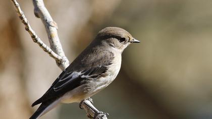 Collared Flycatcher