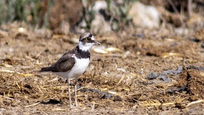 Little Ringed Plover