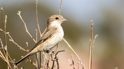 Woodchat Shrike