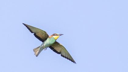 European Bee-eater