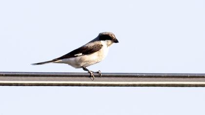Lesser Grey Shrike
