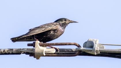Common Starling