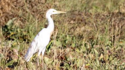 Western Cattle Egret