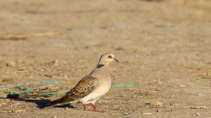 European Turtle Dove