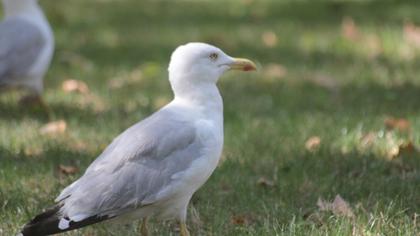 Yellow-legged Gull