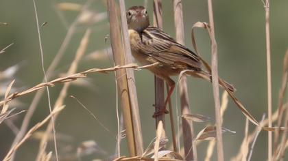 Zitting Cisticola