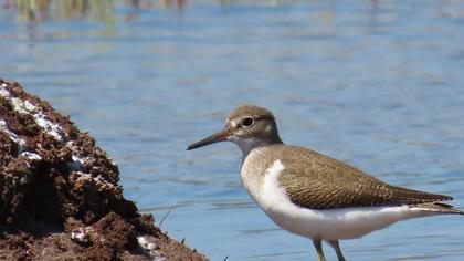 Common Sandpiper