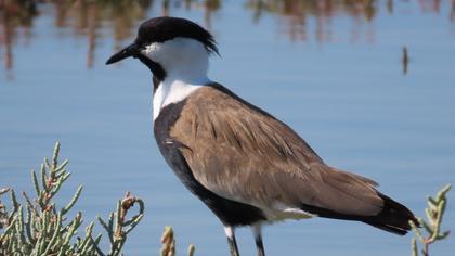 Spur-winged Lapwing