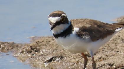 Little Ringed Plover