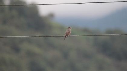 Spotted Flycatcher