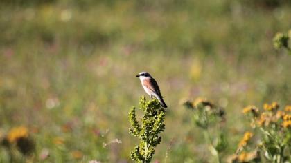 Red-backed Shrike