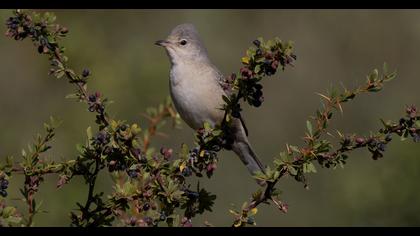 Barred Warbler