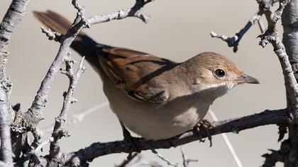 Common Whitethroat