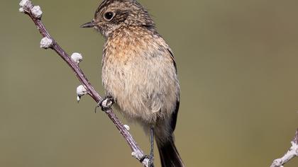 European Stonechat