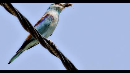 European Roller