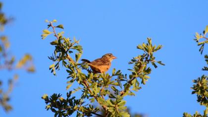 Ortolan Bunting