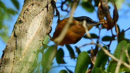 Eurasian Nuthatch