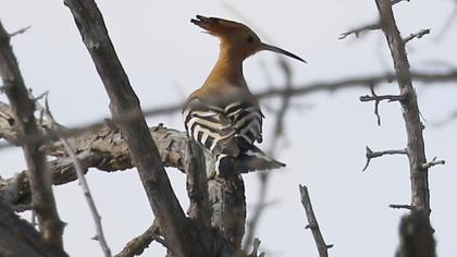 Eurasian Hoopoe