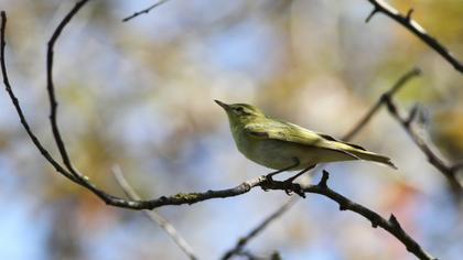 Wood Warbler