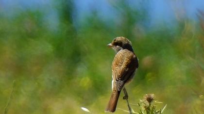 Red-backed Shrike