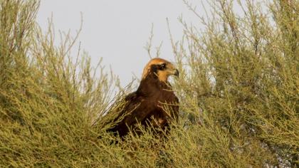 Western Marsh Harrier
