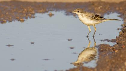Western Yellow Wagtail