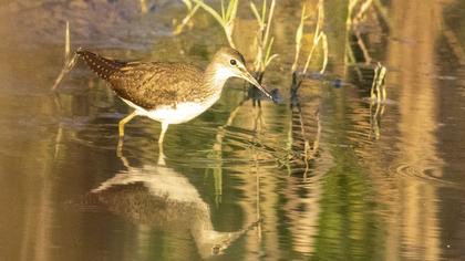 Green Sandpiper