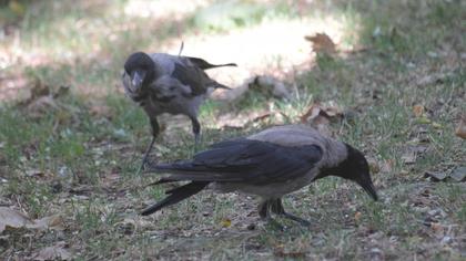 Hooded Crow