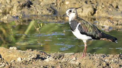 Northern Lapwing