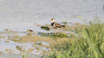 Northern Lapwing