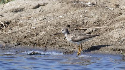Terek Sandpiper