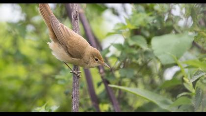 Eurasian Reed Warbler