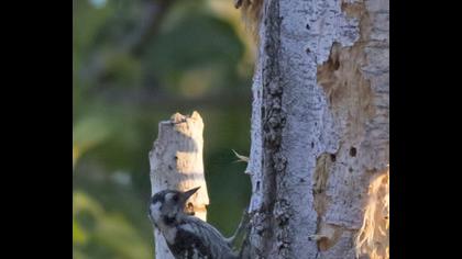 Lesser Spotted Woodpecker