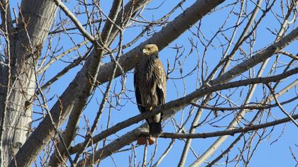 Eastern Imperial Eagle