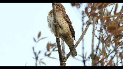 Eurasian Wryneck