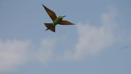 Blue-cheeked Bee-eater