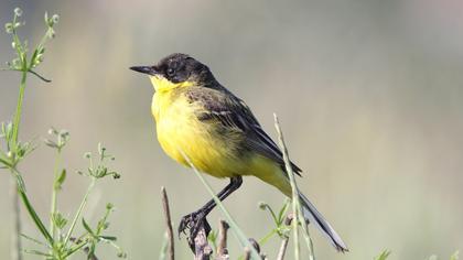 Western Yellow Wagtail