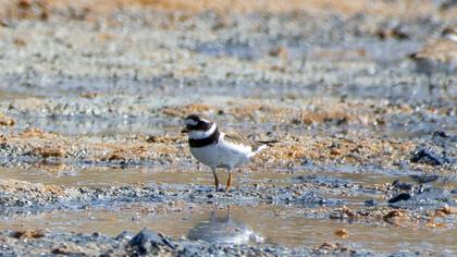 Common Ringed Plover