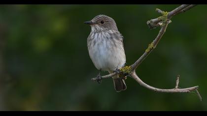 Spotted Flycatcher