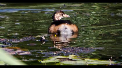 Little Grebe