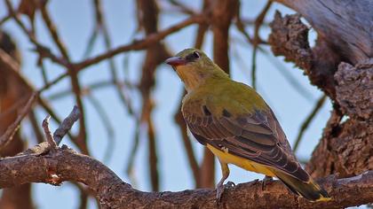Eurasian Golden Oriole